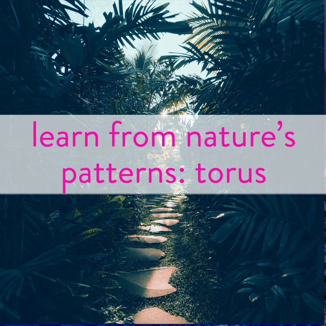 natures-patterns-torus.jpg