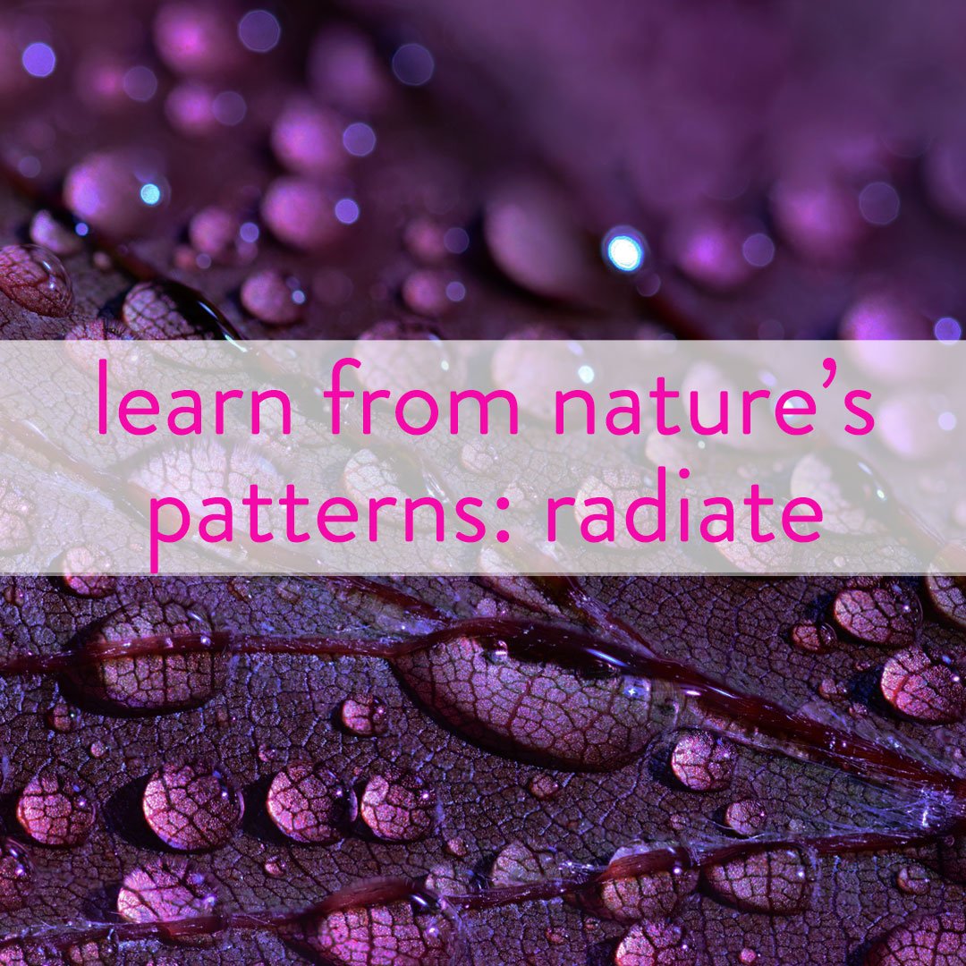 natures-patterns-radiate.jpg