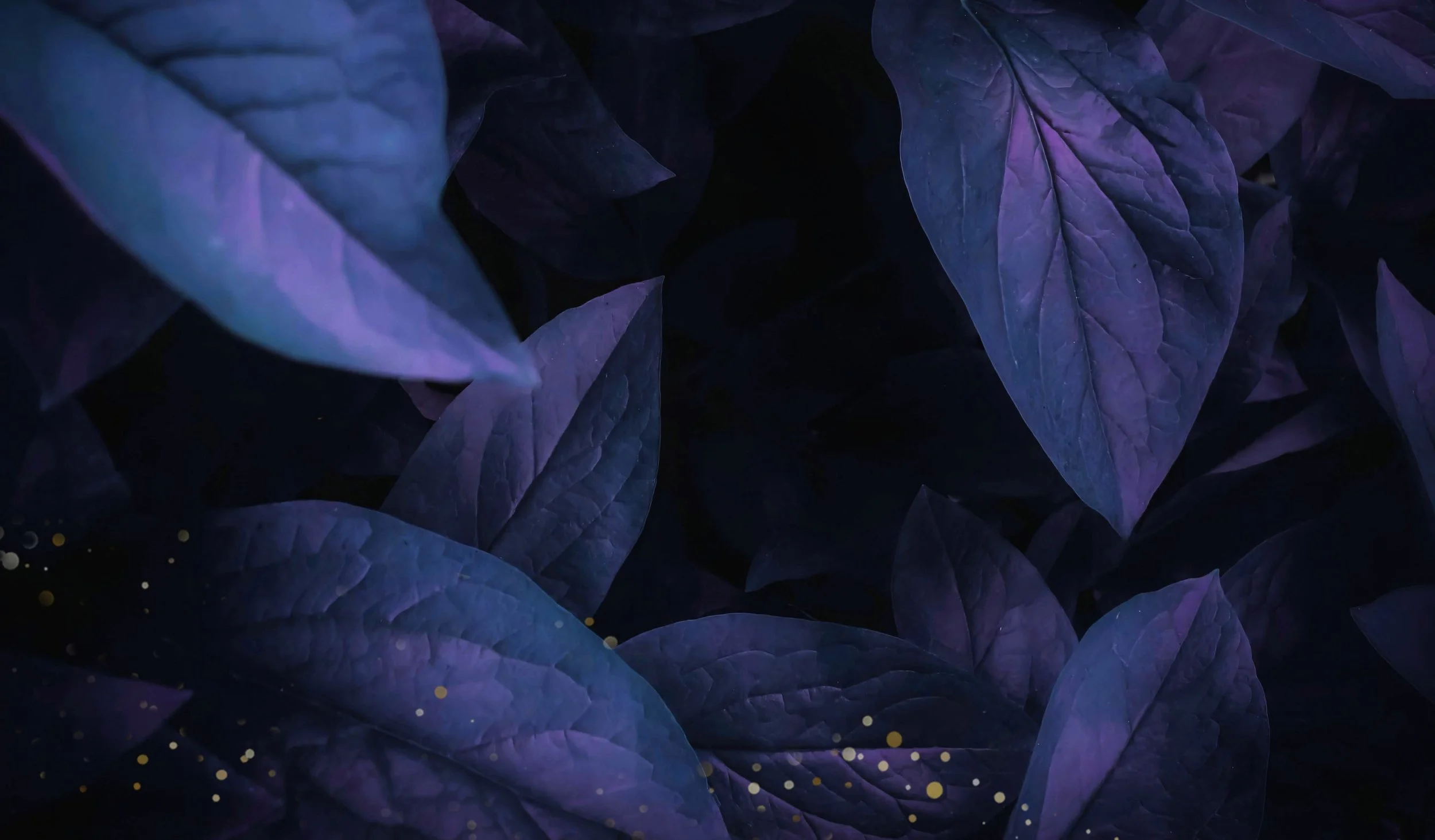 purple-leaves.jpg