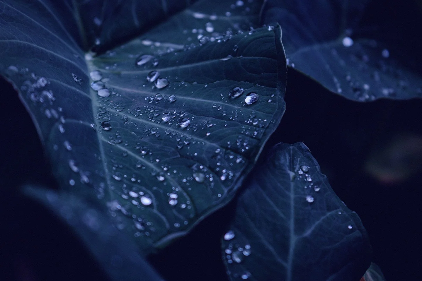 About-banner-wet-leaves.jpg