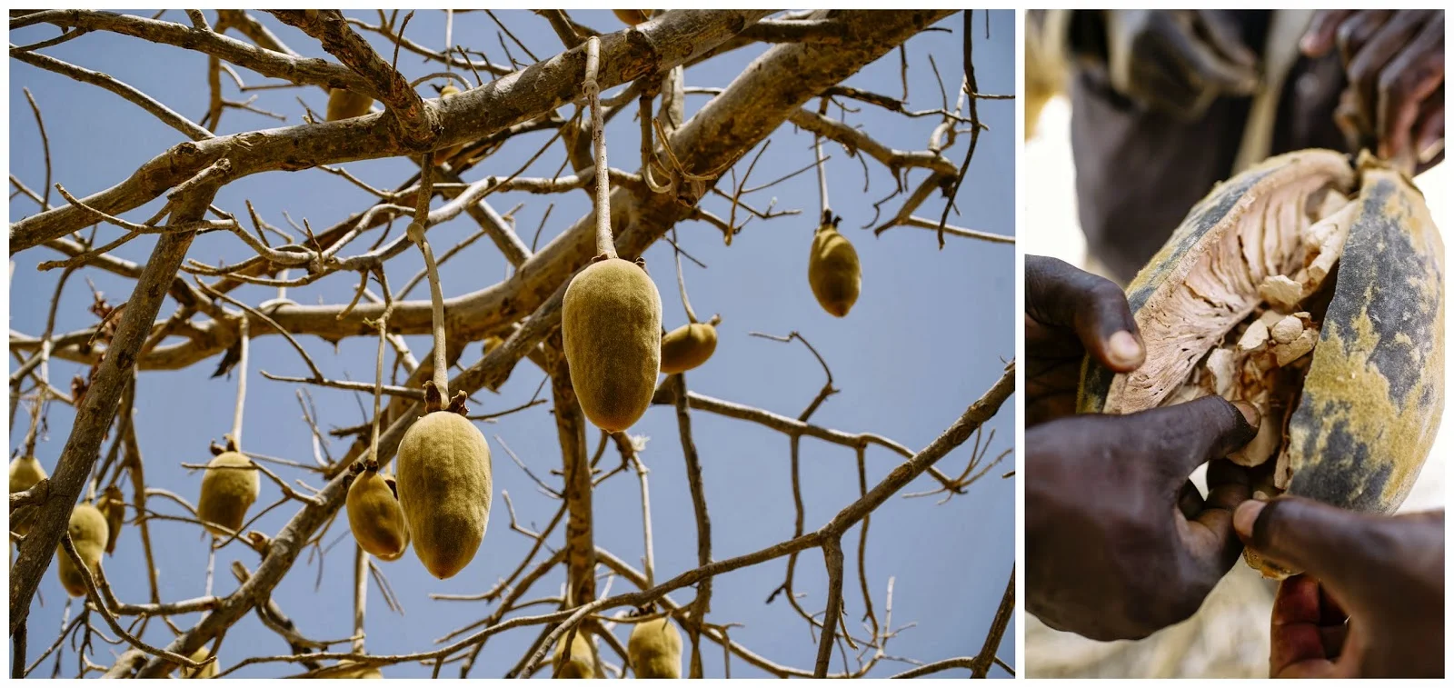 Baobab fruit seen hanging from the tree and opened.