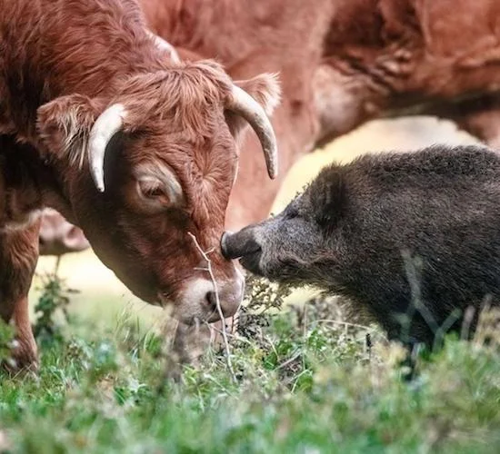 Would You Still Eat Meat If Animals Could Talk?