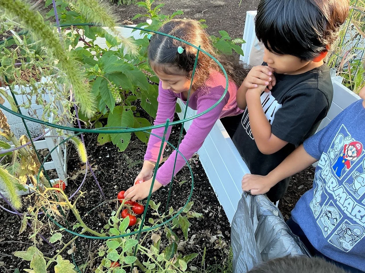 kylie tomatoes 3.jpg