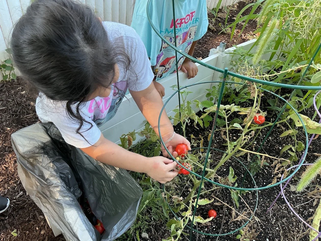 milagro tomatoes.jpg
