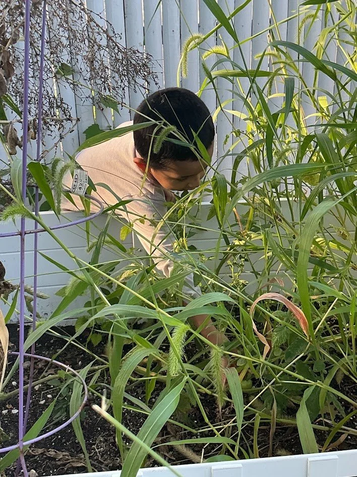 javi picking tomato.jpg