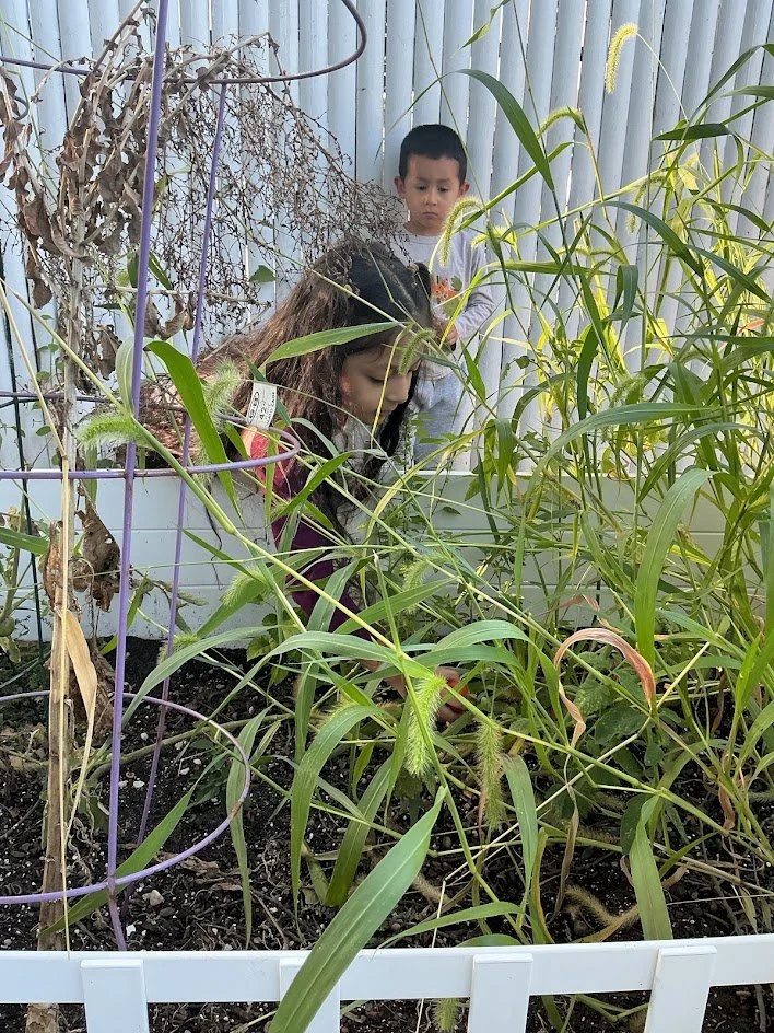 kylie picking tomato.jpg