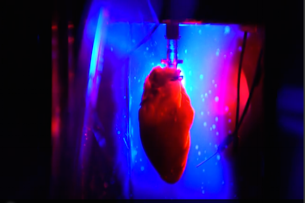 heart2.png