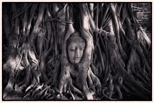 buddhatree.jpg