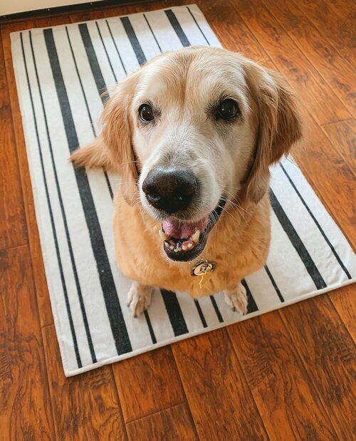 7 Benefits Of A Washable Ruggable Rug, Are Ruggable Rugs Toxic To Dogs