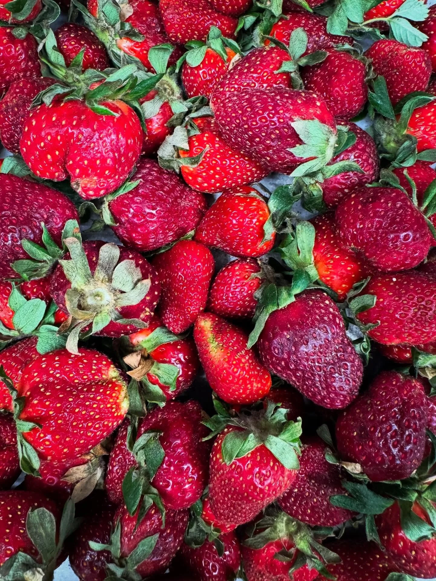 First of the season 🍓 Alabama strawberries have arrived.

Bright, sweet, and just the right touch of tart &mdash; the kind of ingredient that reminds us why we cook with the seasons. You&rsquo;ll start seeing these woven into dishes across the menu,