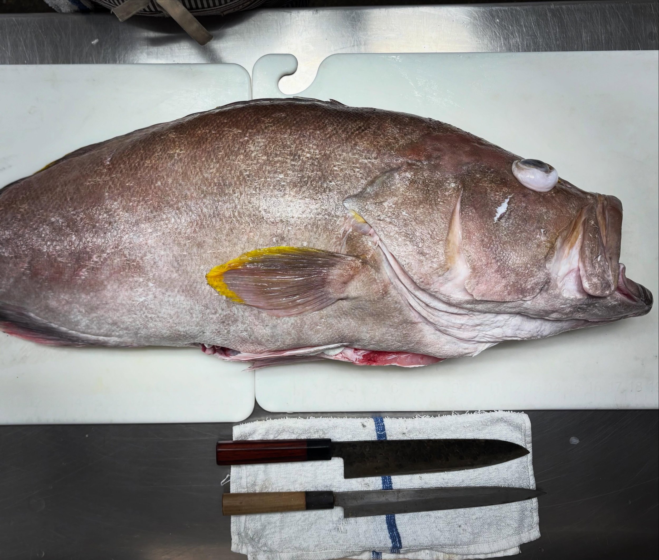 Straight from the Gulf to the cutting board.
A beautiful whole Gulf Grouper in house today &mdash; pristine, massive, and ready for tonight&rsquo;s service at Hot and Hot Fish Club.

Respect for the ingredient always comes first. From careful butcher