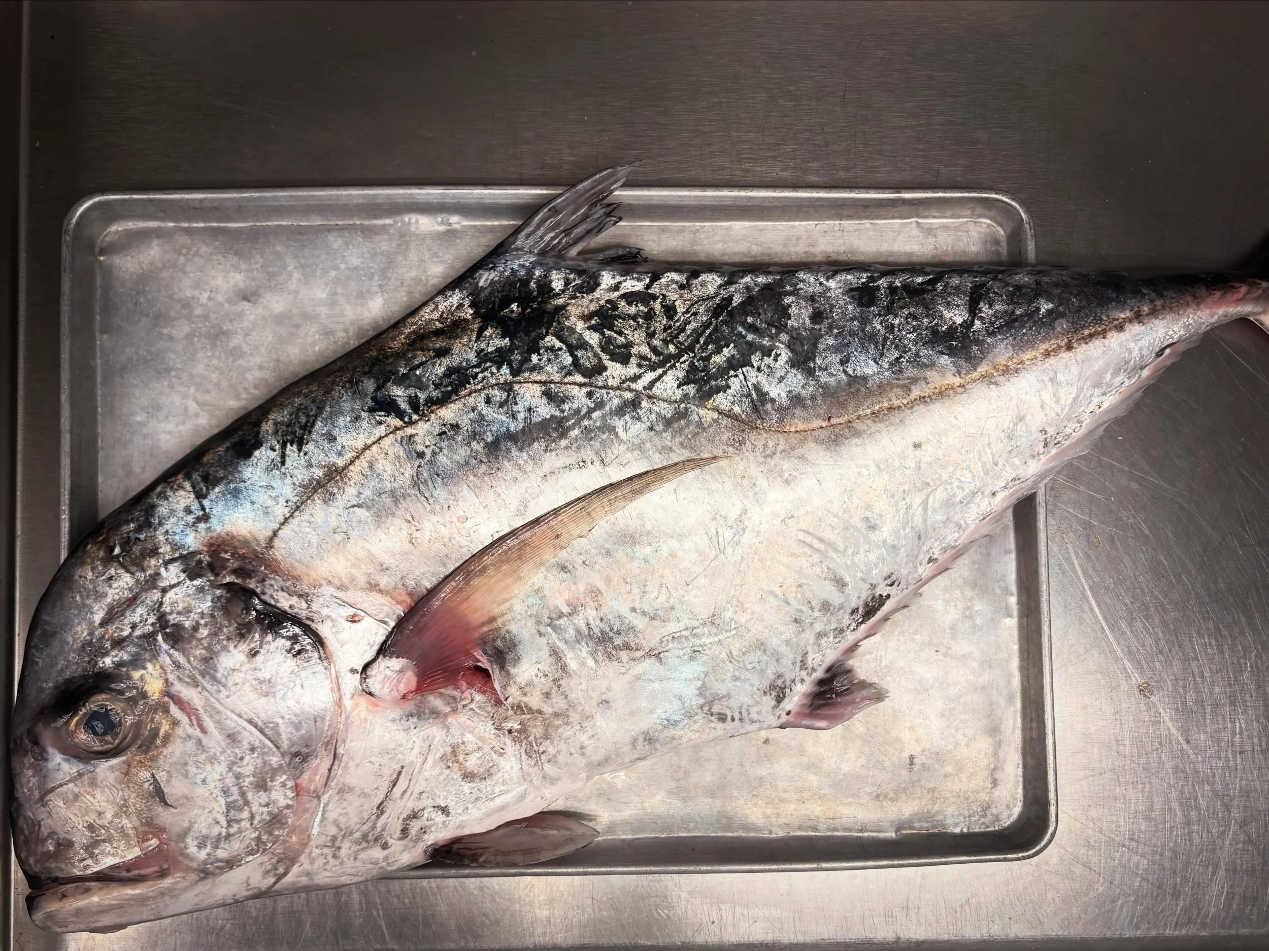 From the Gulf to the table.
African Pompano has arrived at Hot and Hot Fish Club.

One of the Gulf&rsquo;s most prized catches, this fish delivers a clean, rich flavor with a firm texture that shines over live fire. Sourced fresh from local waters, i