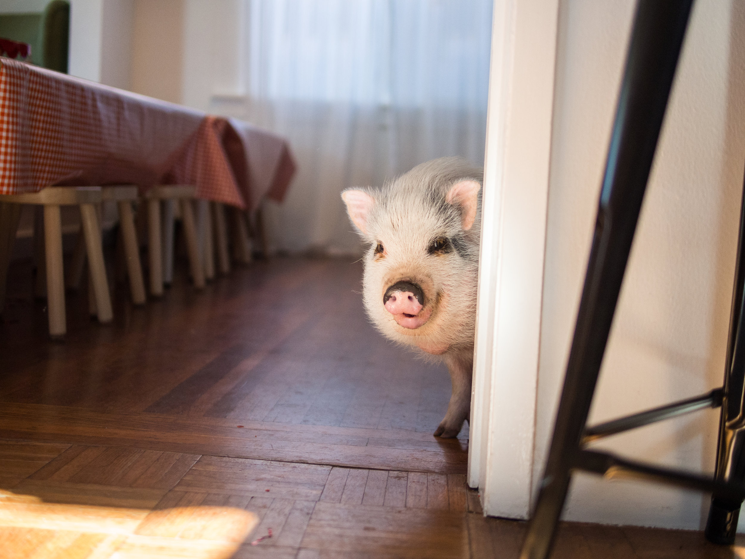 Klementine das Schulschweinchen