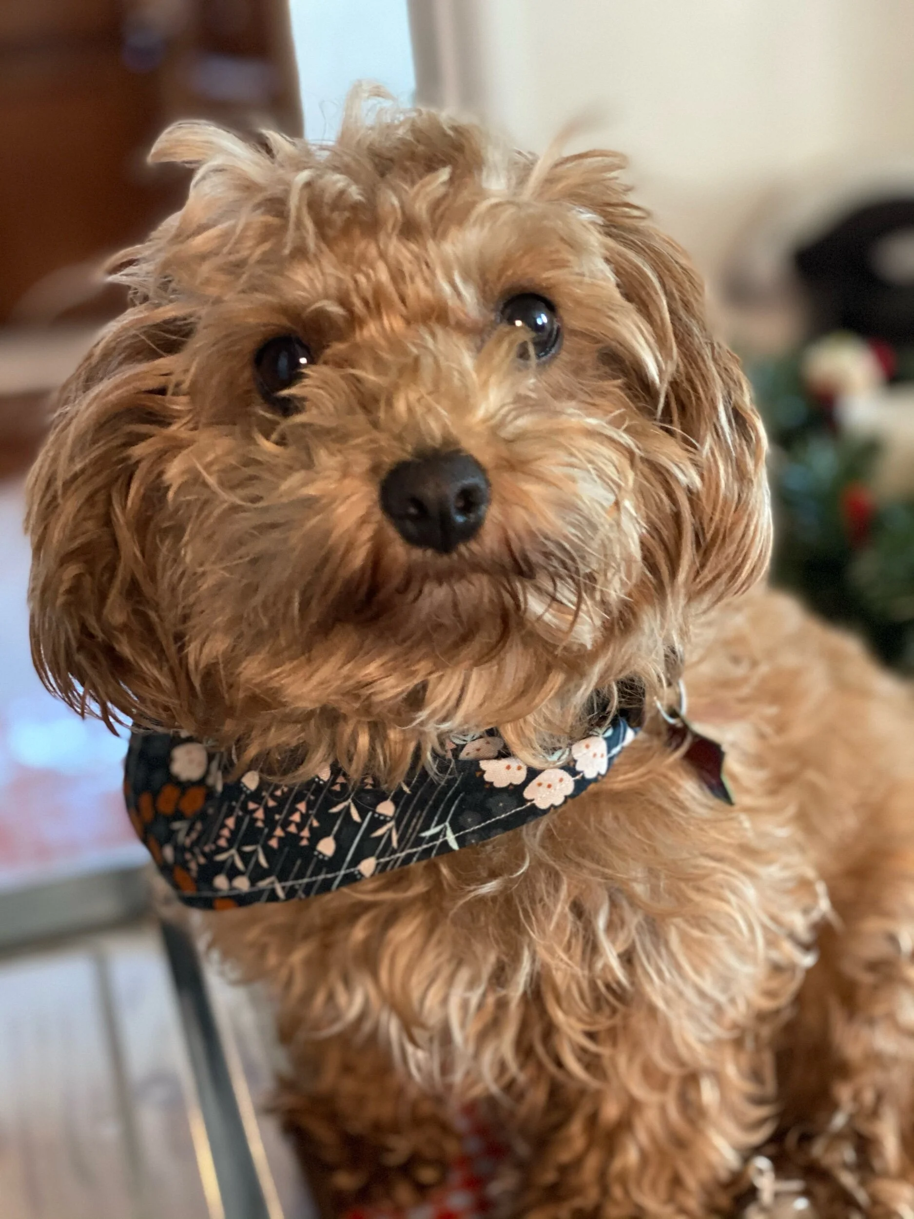 Hello-my name is Mücke