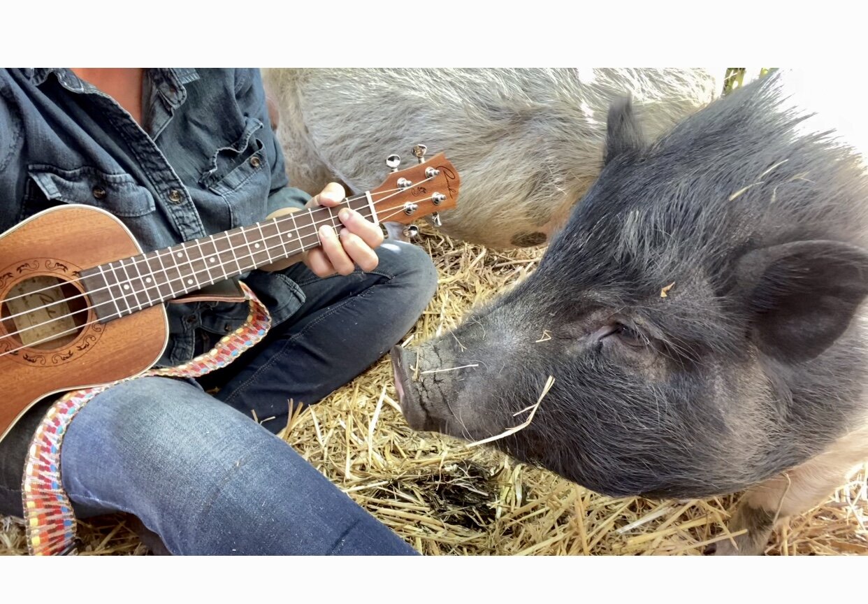 Singing with the pigs