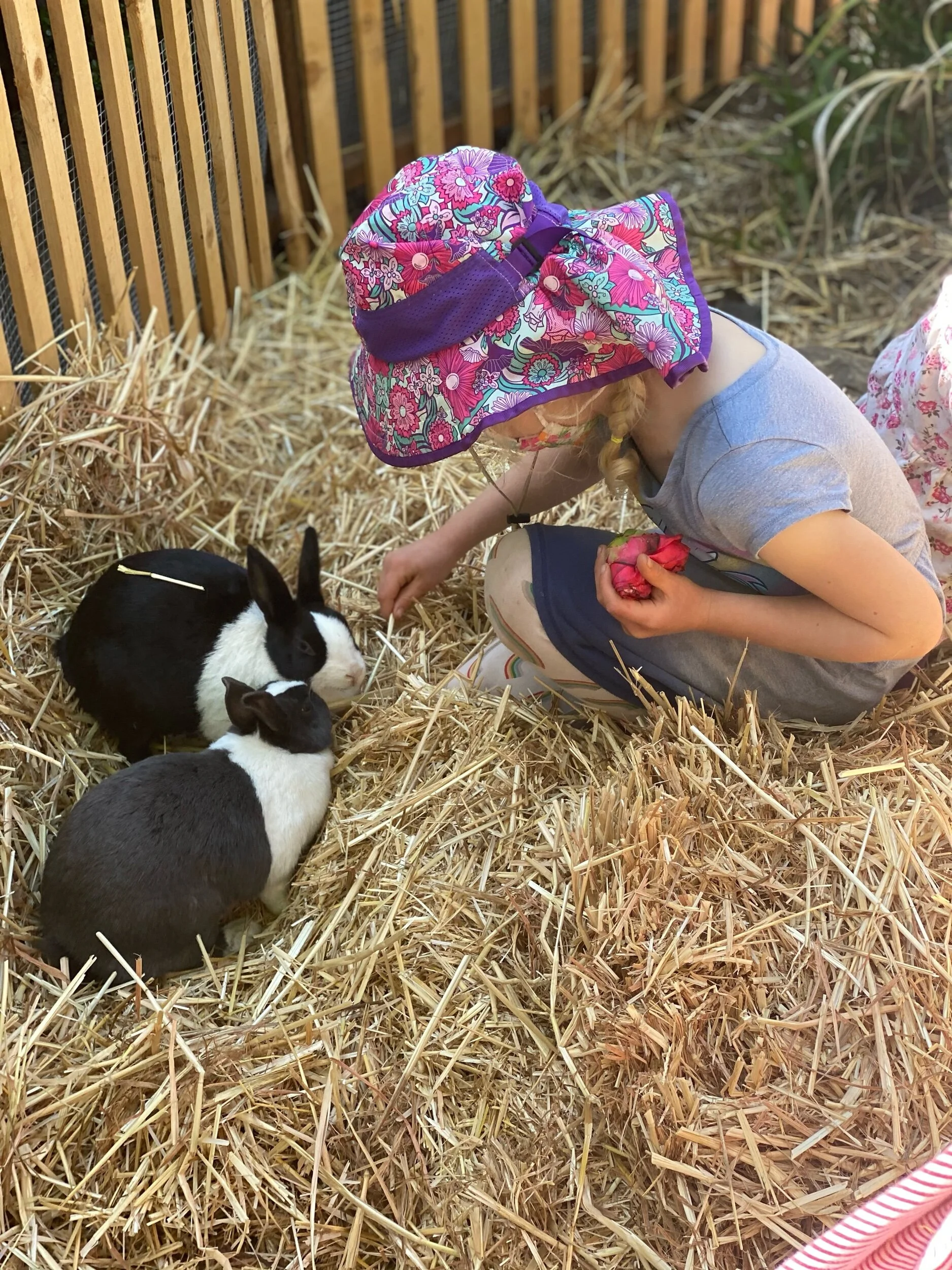 Feeding the bunnies