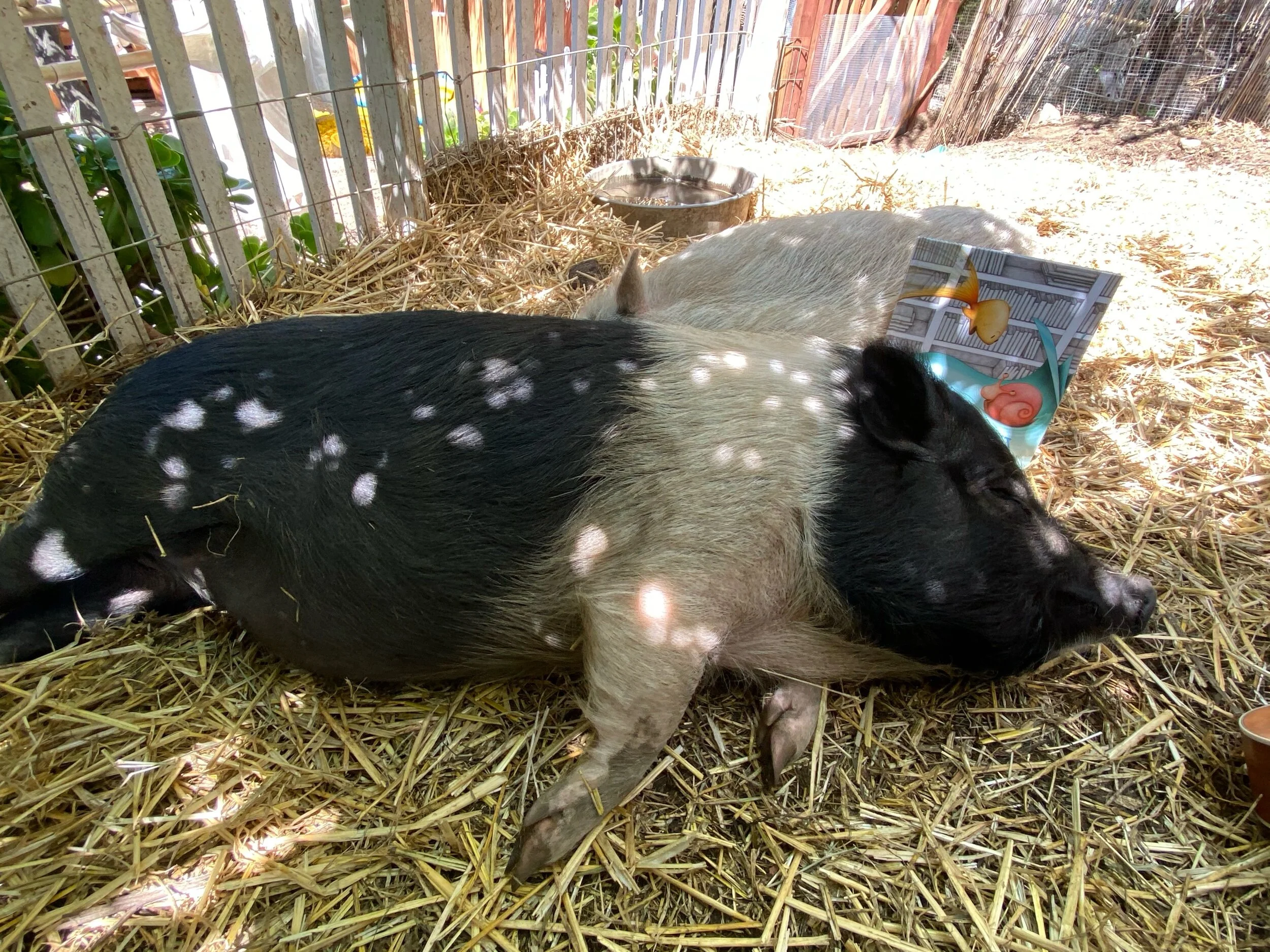 Geschichten aus dem Schweinestall