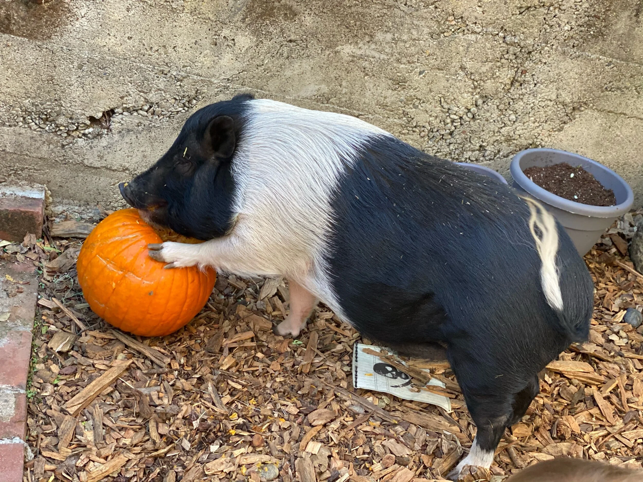 Pumpkin lover number two