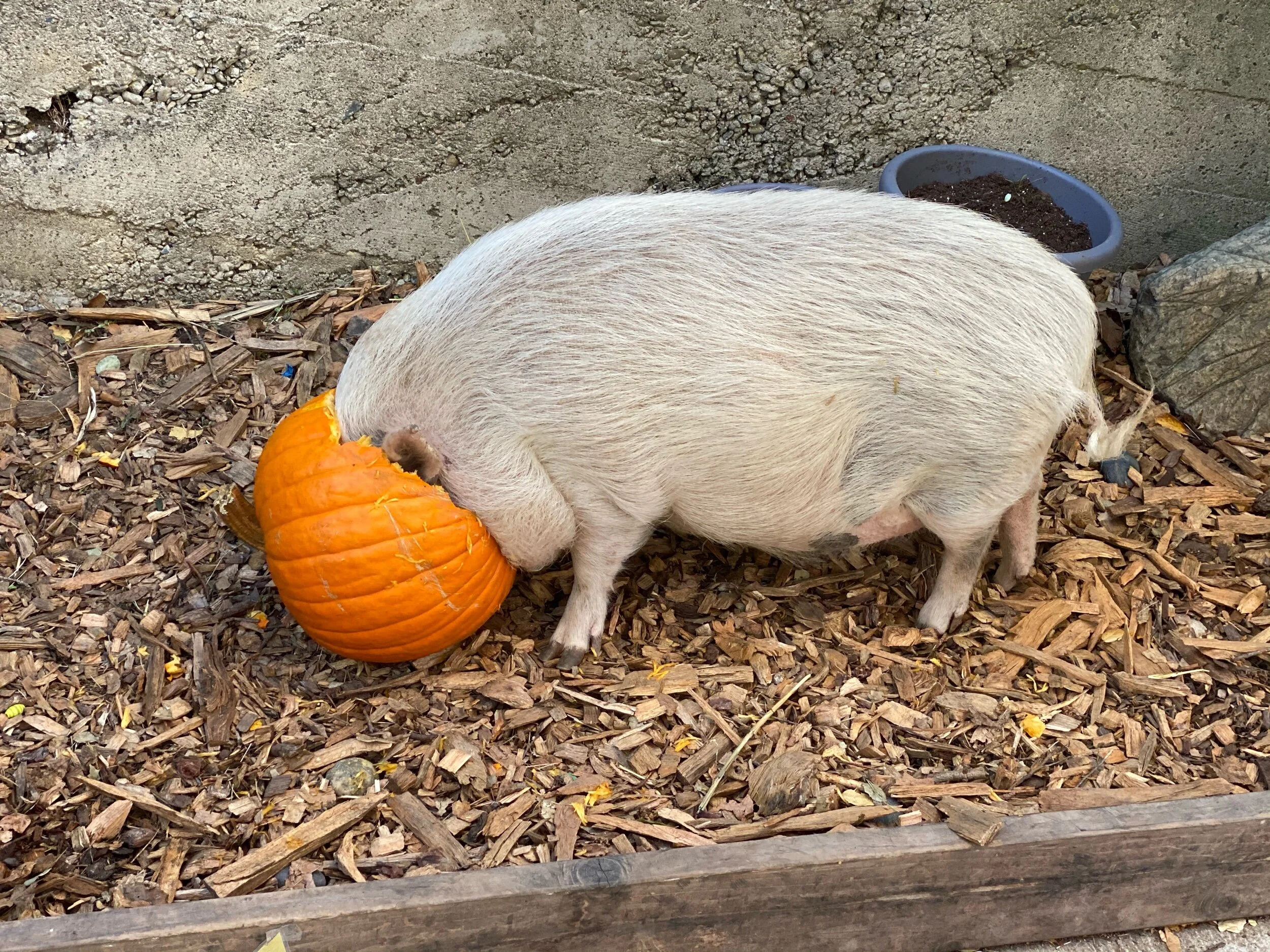 We love pumpkin soooo much