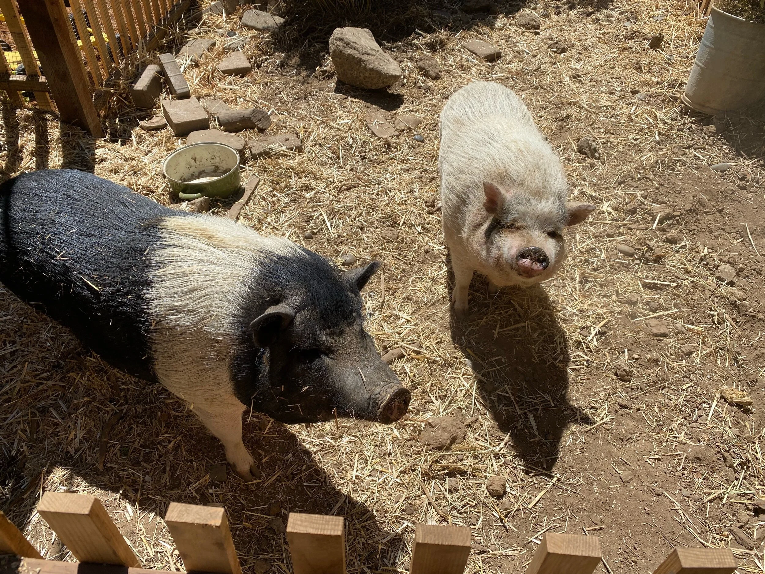 Bikini and Klementine