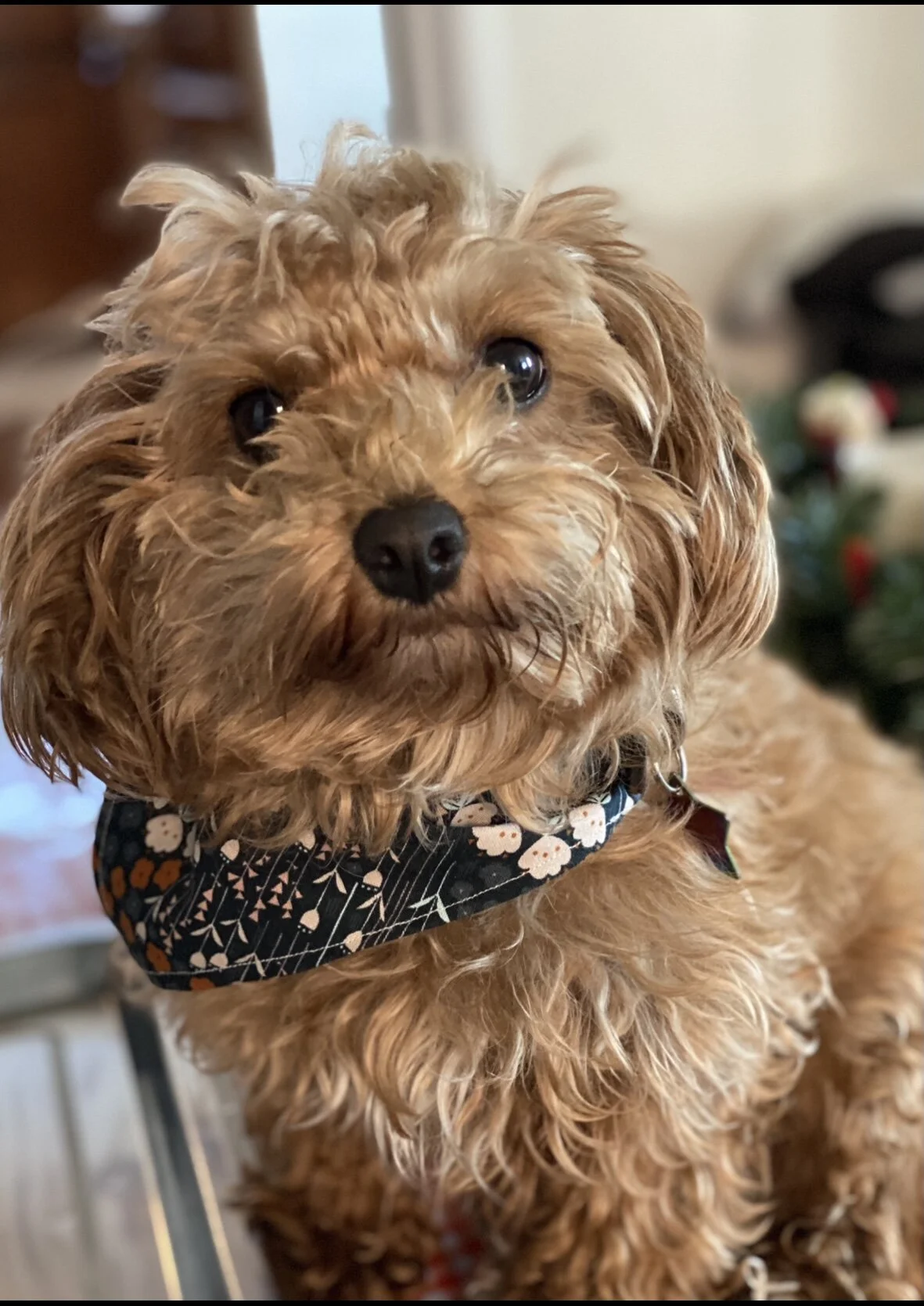 Hello - my name is Mücke