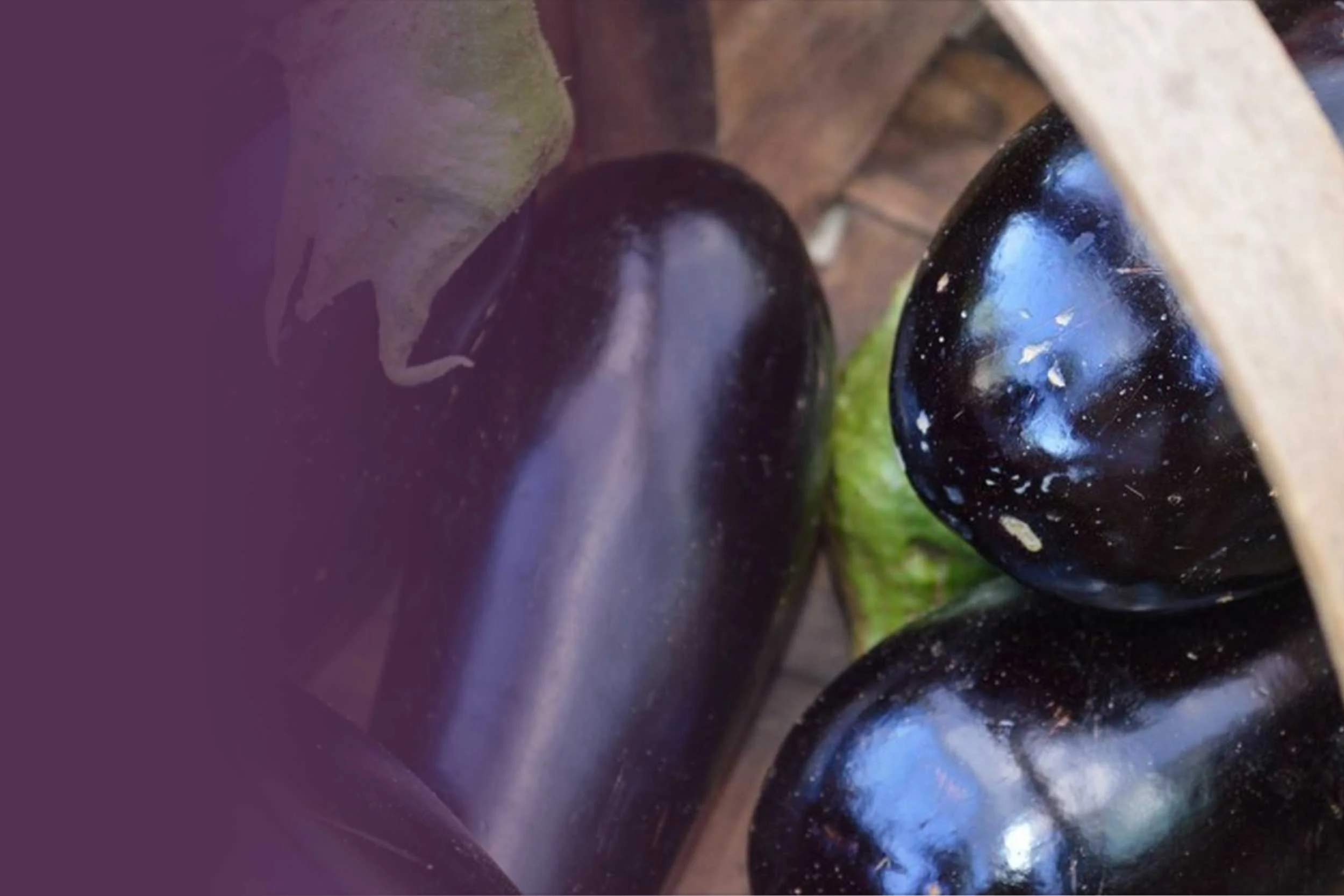 Eggplant.jpg