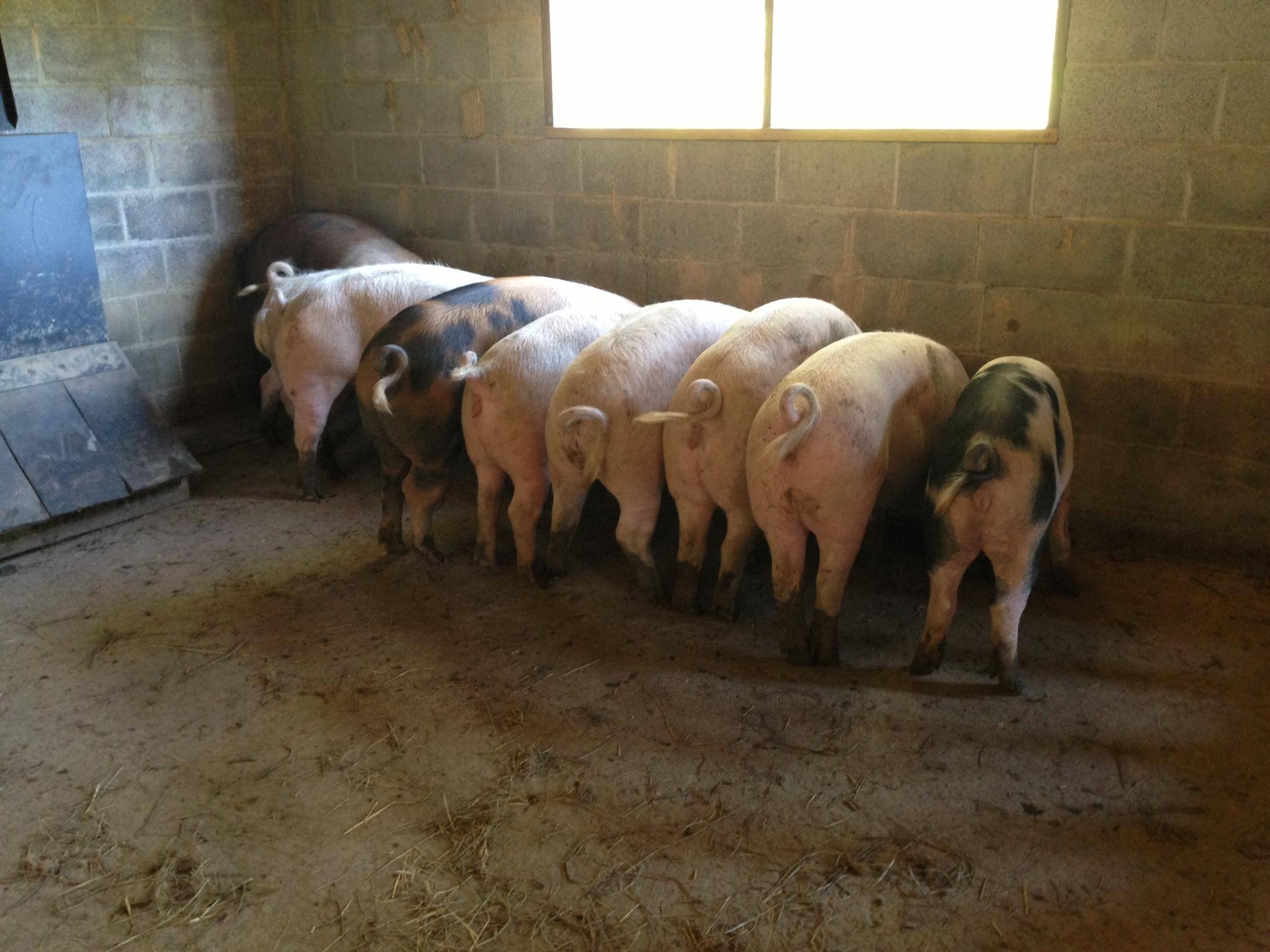 Morning Glory Farms - piggies copy.jpg