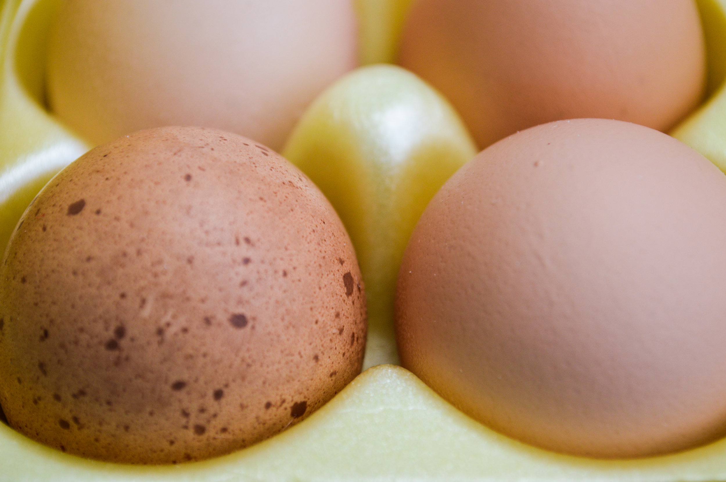 Morning Glory Farms eggs up close.jpg