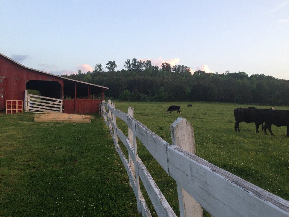 Morning Glory Barn with cows and fence.jpg