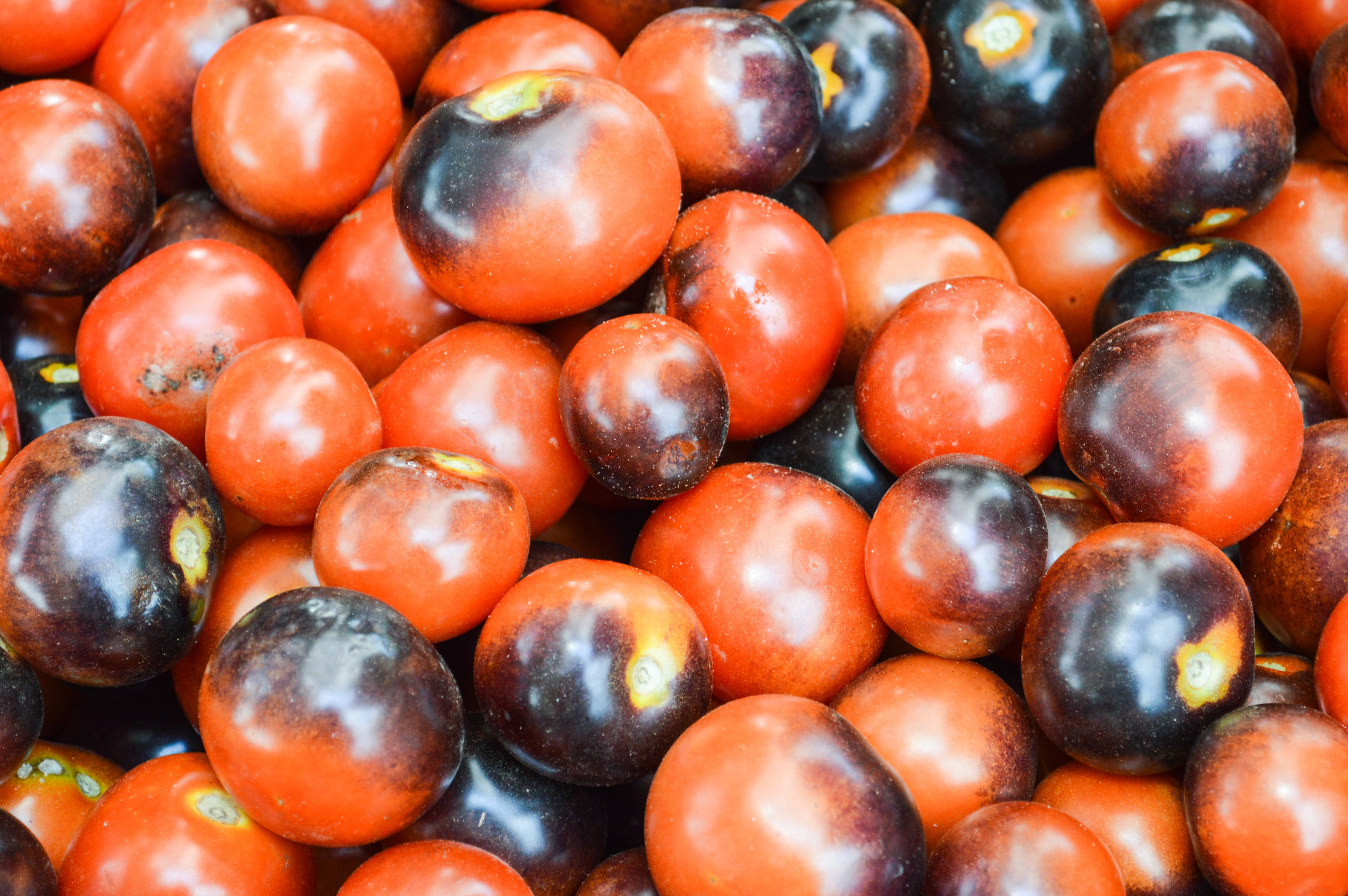 tomatoes spreading oaks cherry size with purple spot.jpg