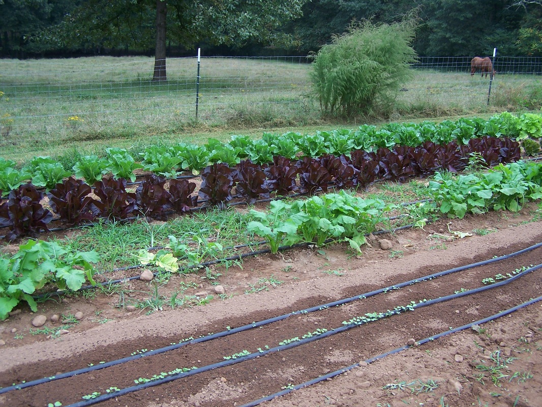 Spreading oaks lettuces growing with sprouts in forfront wit irrigation.jpg