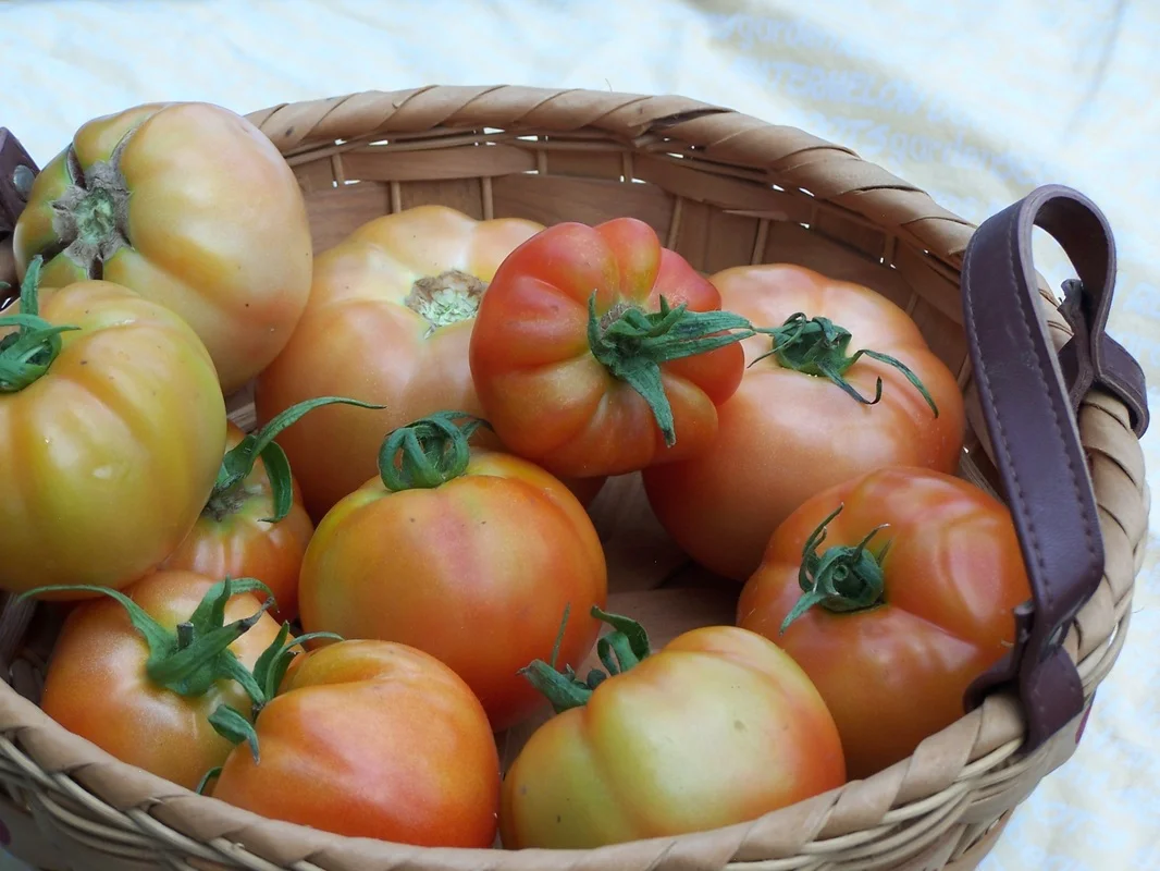 Tomatoes in basket Morning glory.jpg