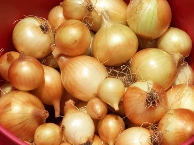 Morning Glory Onions up close lots.jpg