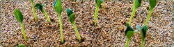 sprouts.jpg