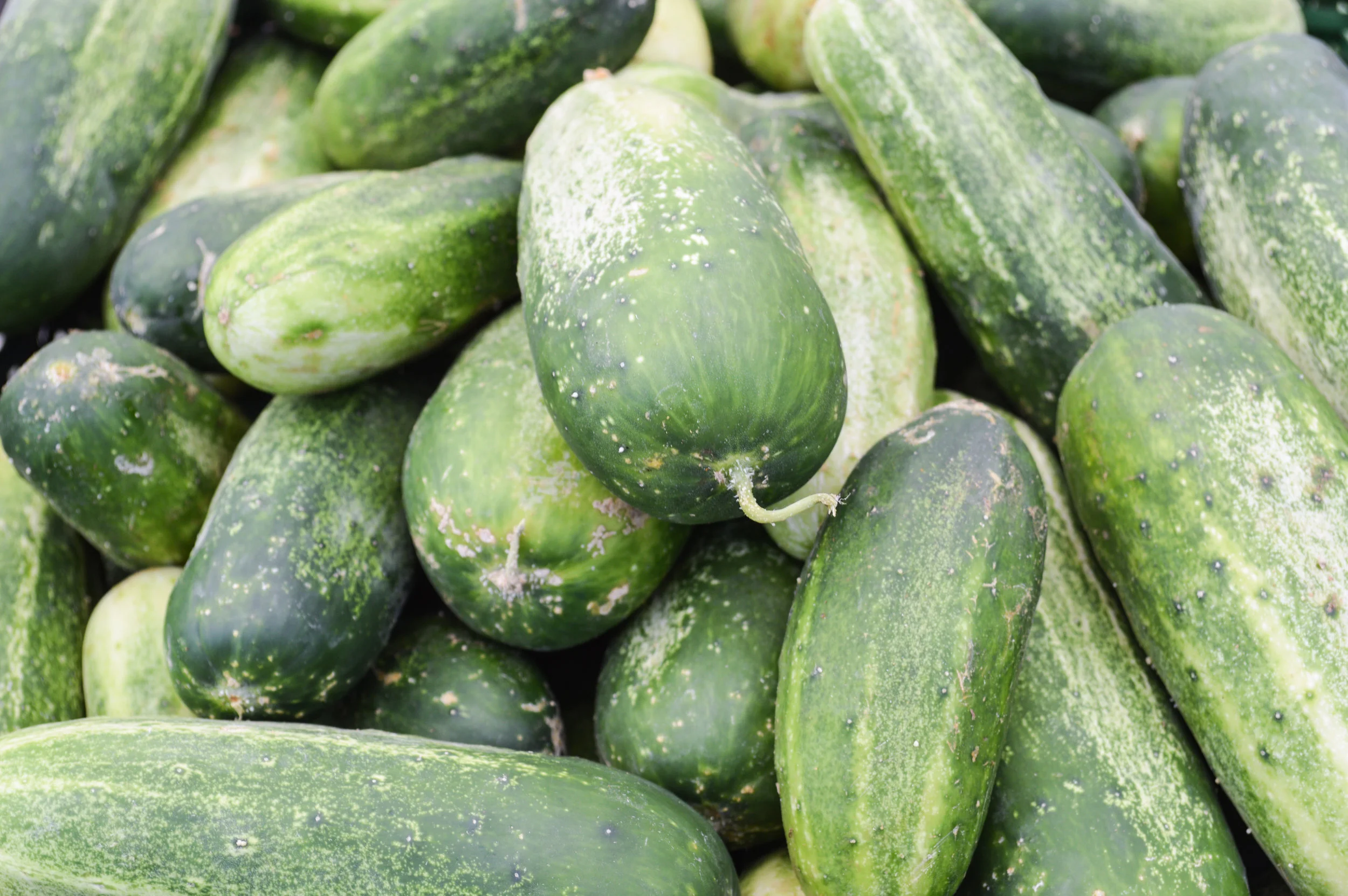 Making Pickles
