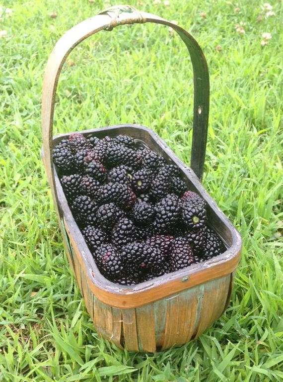 Preservation Series - Summer Berries
