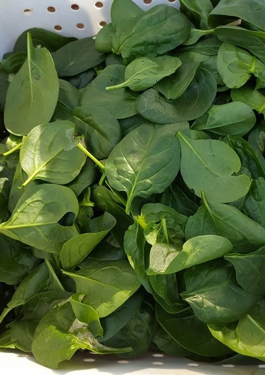 Yogurt Salad Dressing or Dip with Spinach and Garlic Scapes