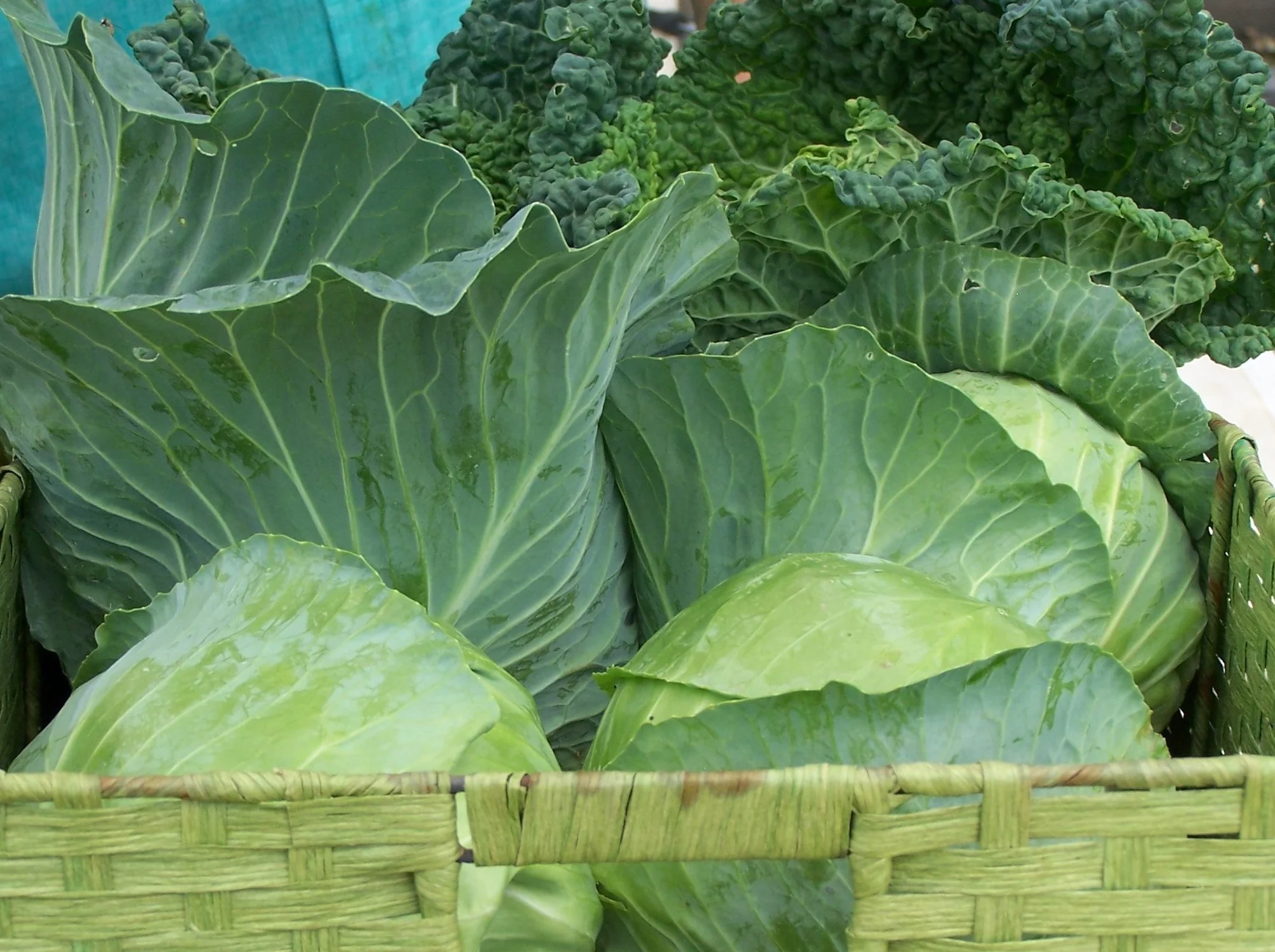 Buttered Cabbage