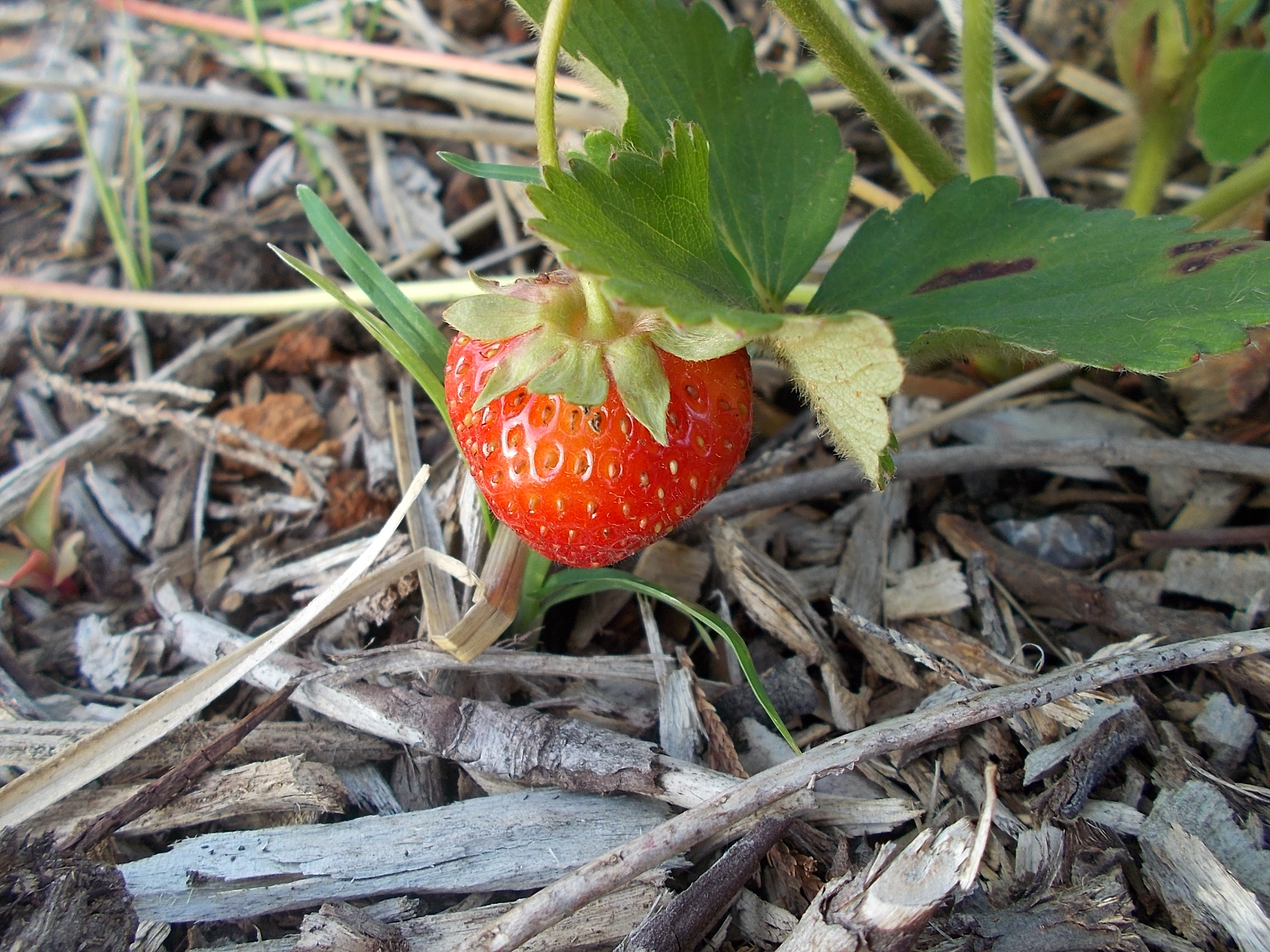 strawberries.JPG