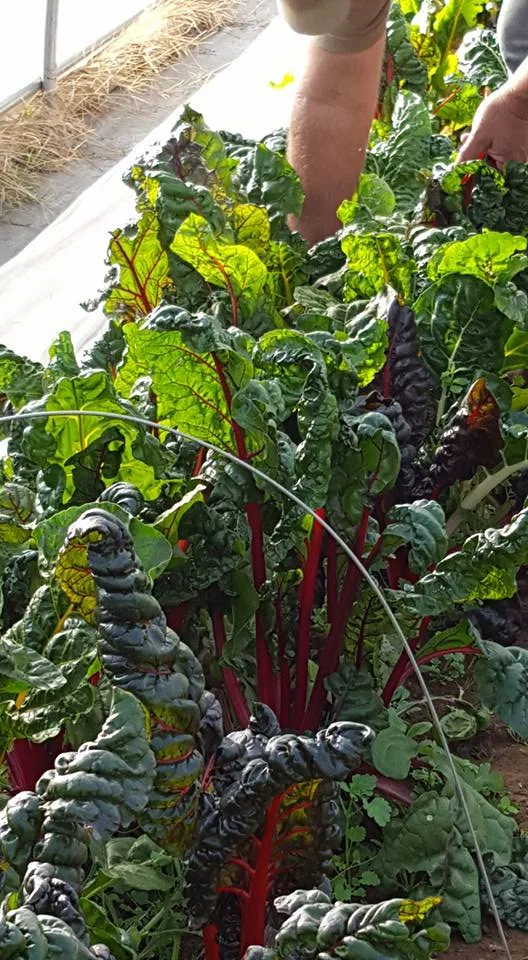 Market Preview April 26, 2018 - Every Thursday 2-6pm Downtown Rockmart