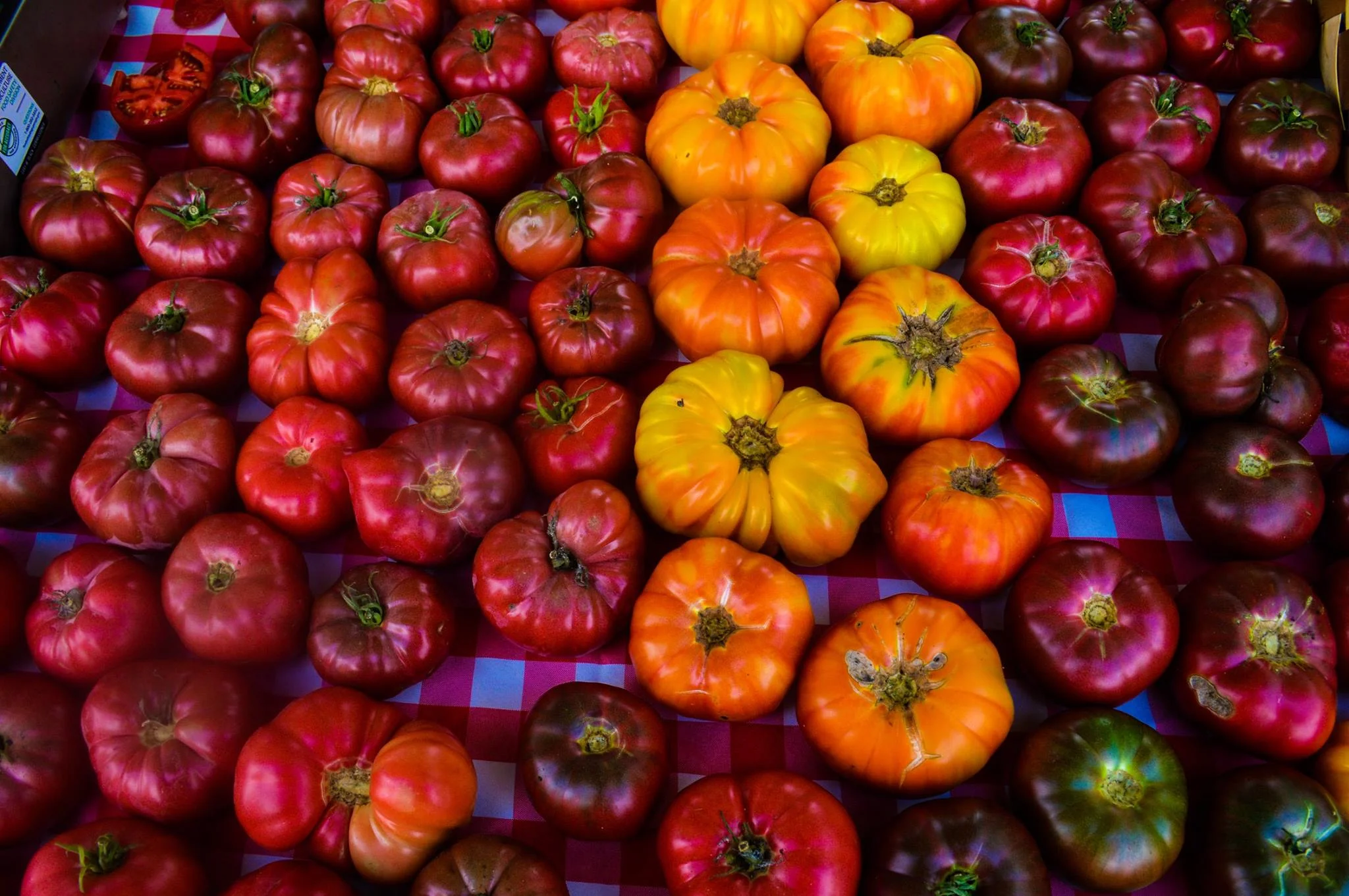 Spreading Oaks Tomatoes in different colors.jpg