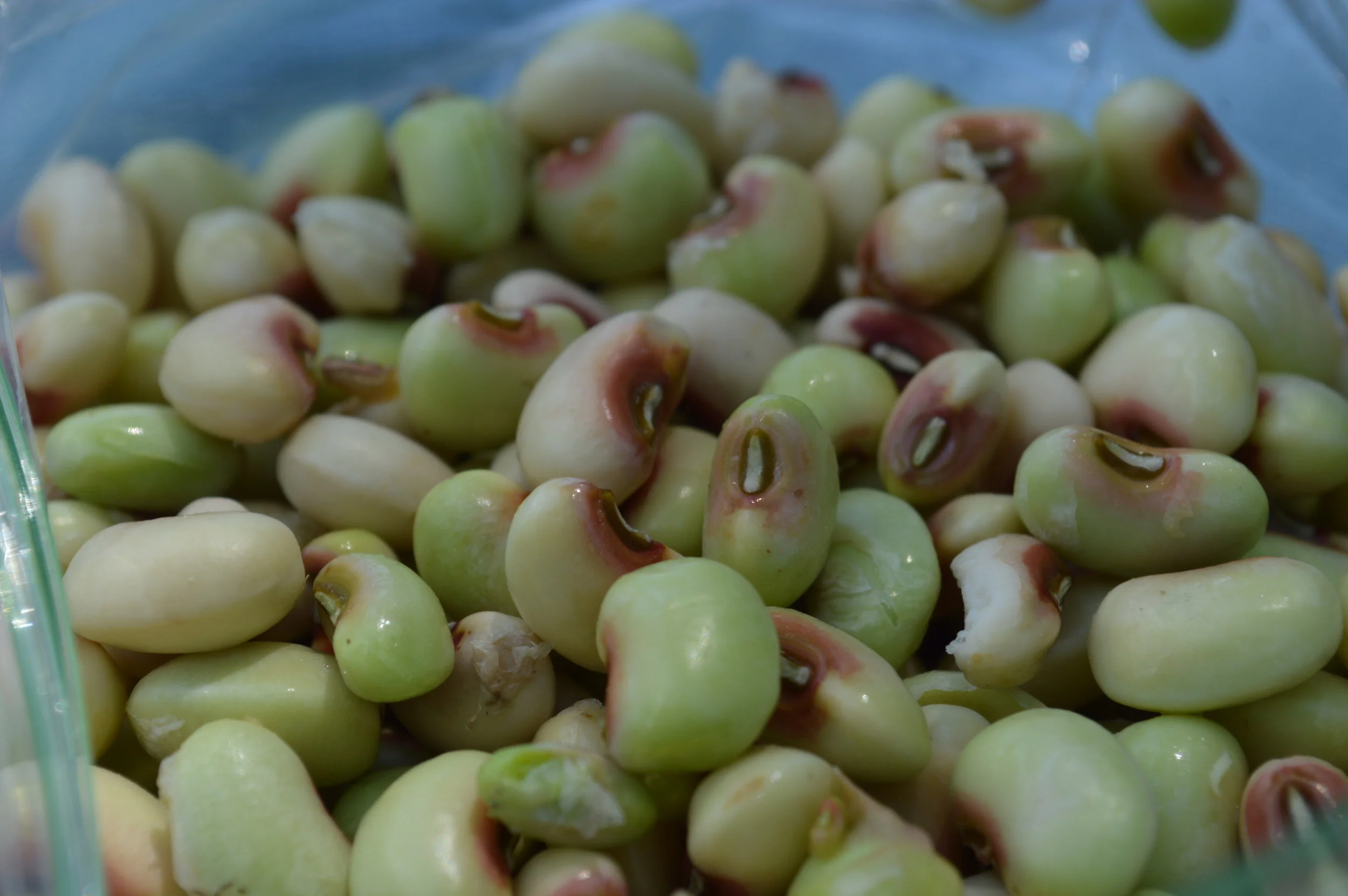 Market Preview - September 20 - Every Thursday 2-6pm in Downtown Rockmart