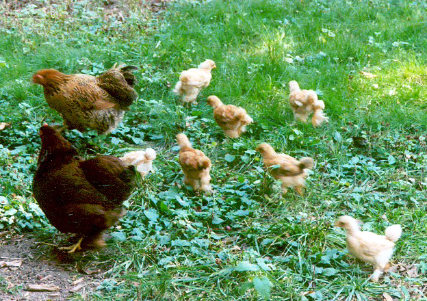 Best Practices for Pastured Poultry Health, Production & Profit , October 24, 2017 Learn more about how to run a successful pastured poultry operation. Mike Badger, Executive Director of the American Pastured Poultry Producers Association (APPPA) shares best practices for raising birds on pasture. Watch Recording or Download Slides