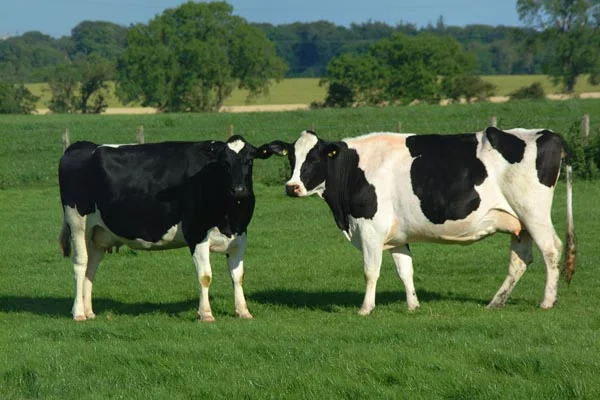 Grass-Fed Dairy Production , November 8, 2017 Join us to learn how to use low-stress cattle handling, low-to-no-tillage seeding, and proper manure distribution to create a 100% grass-fed dairy. Our presenter, Kevin Mahalko, is an Organic Valley farmer in Wisconsin. Watch Recording or Download Slides