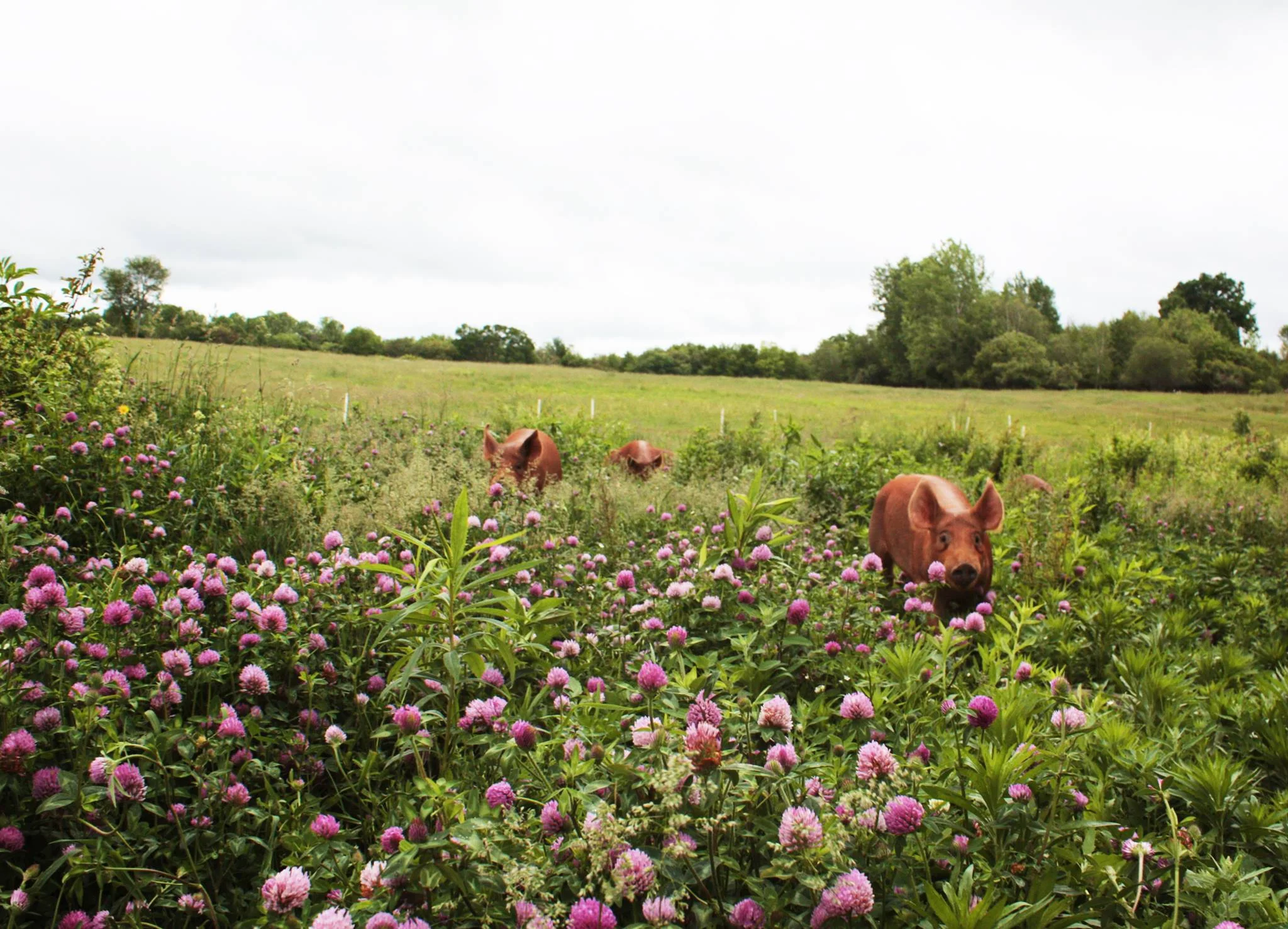 How to Plan, Promote & Host a Pasture Walk , January 10, 2018 Have you ever thought about holding an educational event on your farm but not know quite where to start? Kirsten Jurcek, Grazing Educator and owner of Brattset Family Farm, will share tips and tools to help you pull off a successful program. Watch Recording or Download Slides