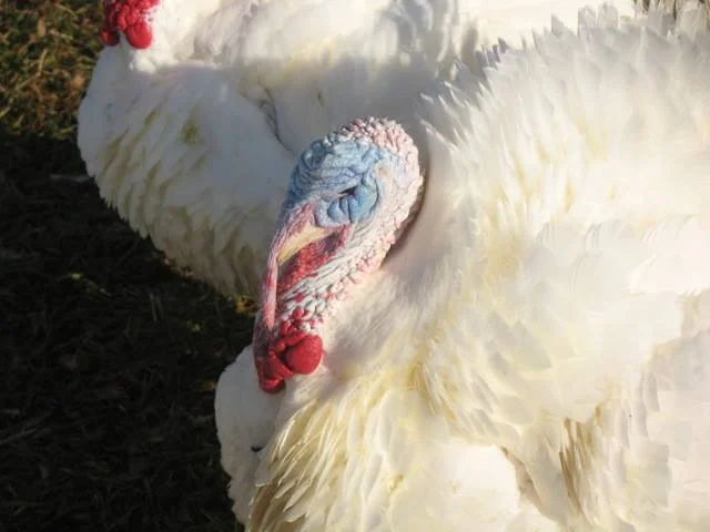 Planning Ahead for Turkeys , March 6, 2018 Mike Badger, Executive Director of the American Pastured Poultry Producers Association (APPPA), will share expert advice on how to plan ahead and raise turkeys on pasture - from concerns about bird health, to designs for outdoor housing, to ideas for creative marketing. Watch Recording or Download Slides