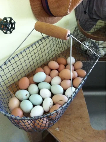 SunnysideFarm_eggs.jpg