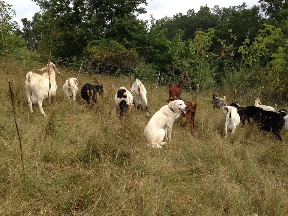 Livestock Guardian Animal Overview - Llamas, Donkeys and Dogs (Part 1 of 3 - October 18, 2018) Presenter Jan Dohner, author of Livestock Guardians , discusses the fundamentals of using guardian animals, including llamas, donkeys and dogs, to protect your animals on pasture. She will address the pros and cons of using each type of guardian animal, how to choose the right animal for your farm, basic care and much more. Watch Recording or Download Slides