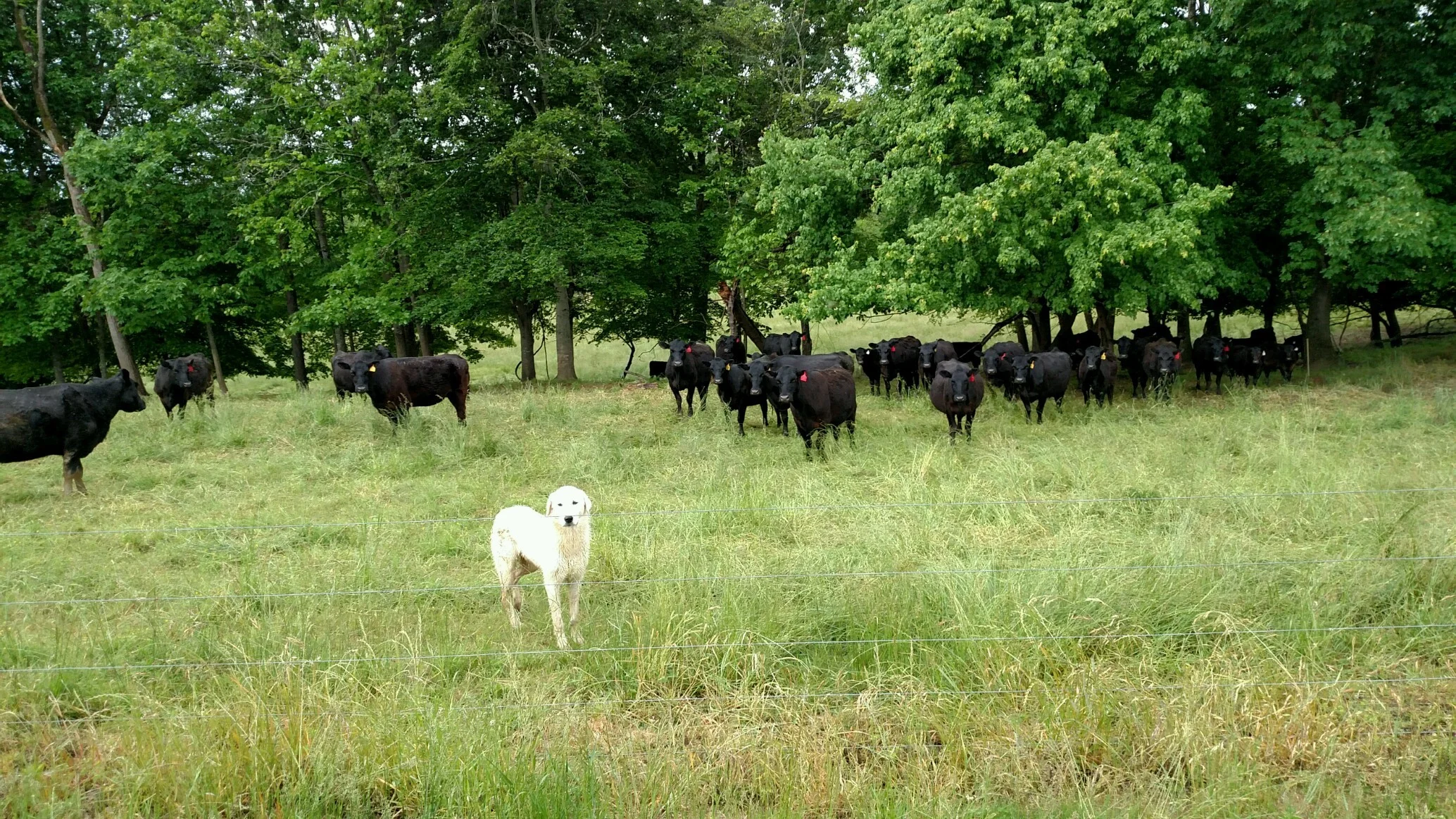 A Deeper Dive into Livestock Guardian Dogs (Part 2 of 3 - November 1, 2018) This webinar focus on using dogs as livestock guardian animals. Presenter Jan Dohner covers the various breeds, questions of crossbred dogs, how to find a good dog/breeder, identifying good rescue dogs, choosing a puppy, and bringing home a new dog or puppy. Watch Recording or Download Slides
