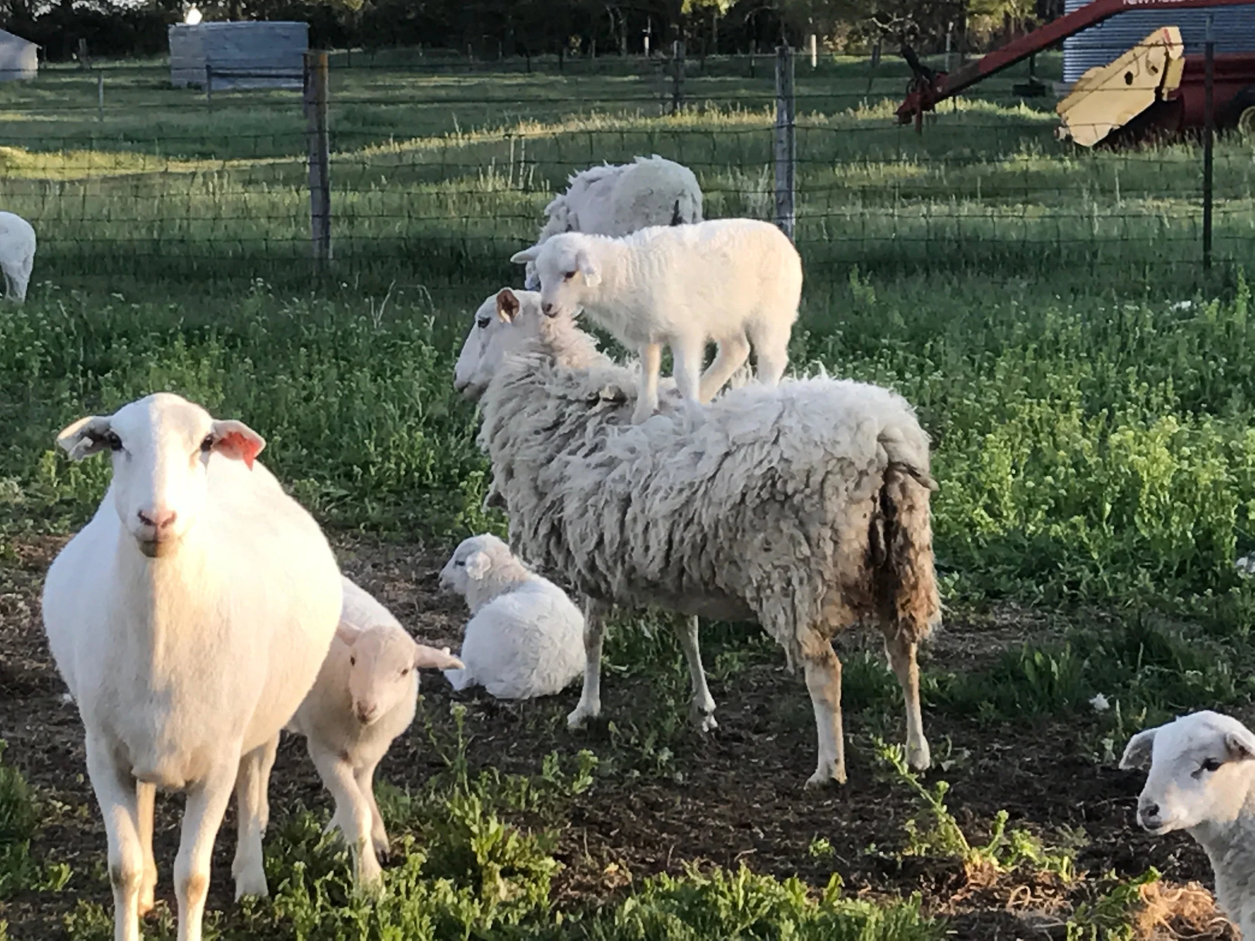 Part 1: Defeating Internal Parasites in Sheep and Goats , February 12, 2019 Part 1 of a 3 part series exploring how to defeat parasites in small ruminant animals. This session will discuss the seriousness of parasites, the parasite life cycle, parasite effects and symptoms, and general vocabulary for the discussion. Our presenter is Linda Coffey, Program Specialist with NCAT/ATTRA. Watch Recording or Download Slides